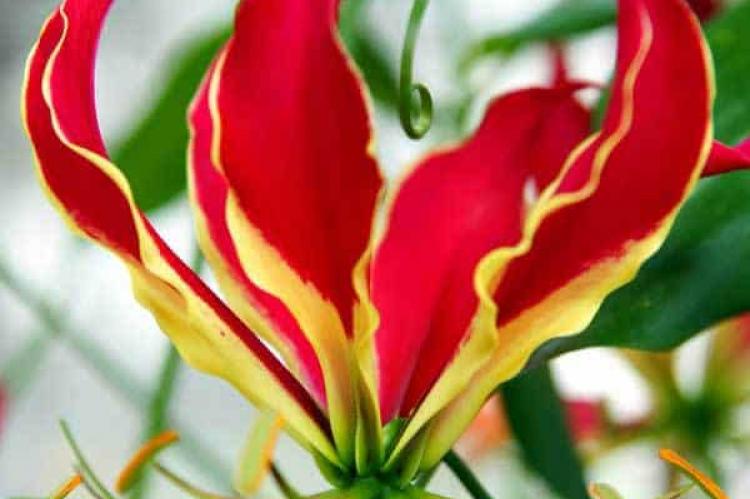 Gloriosa Flower
